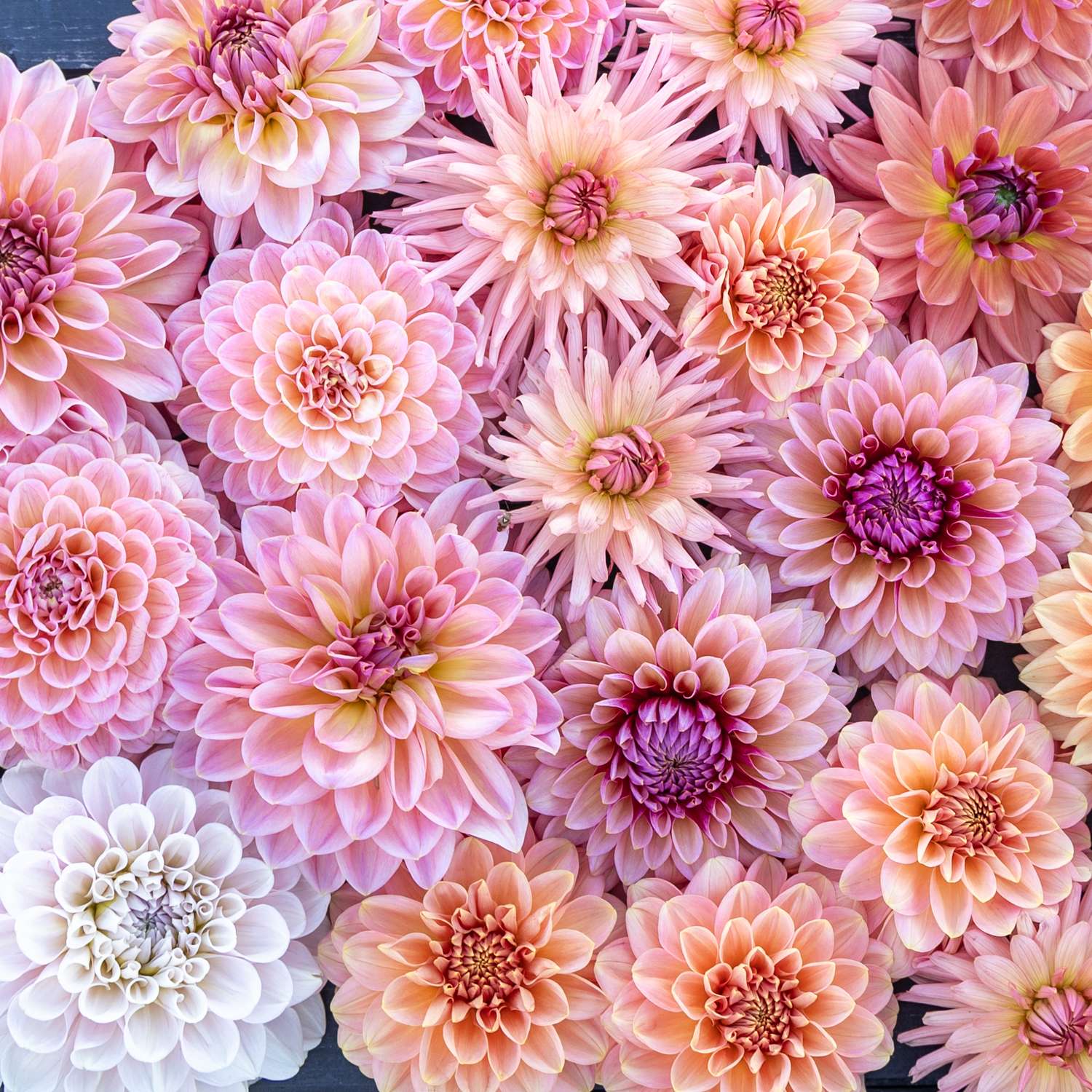 Mélange de dahlias 'Champagne'